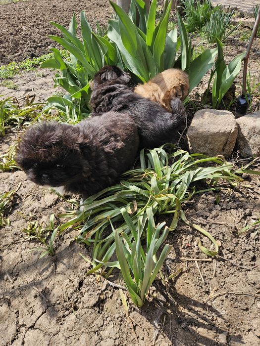 Малки сладки пекинези