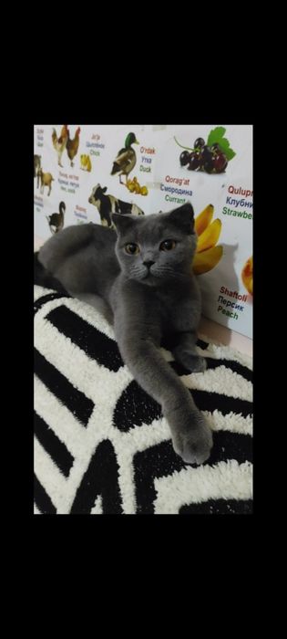 Продаётся кошечка скоттиш фолд