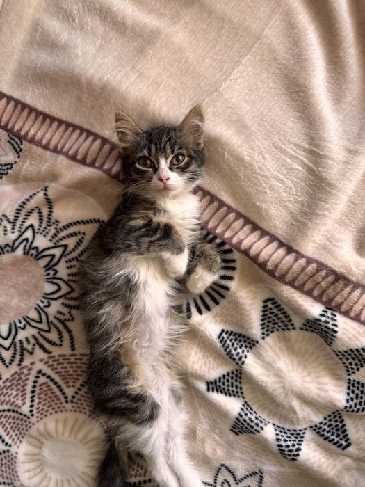 Котята в добрые руки (3-4 мес, девочки)