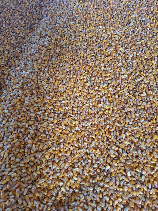 Vand grau și porumb