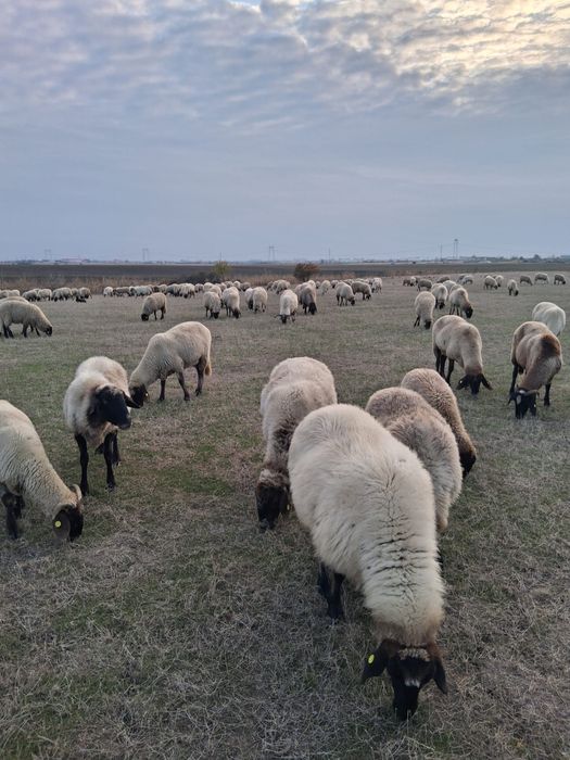 De vânzare miei plus turma de oi