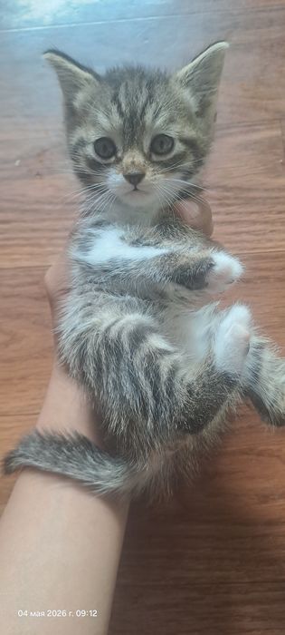 Отдам котят бесплатно