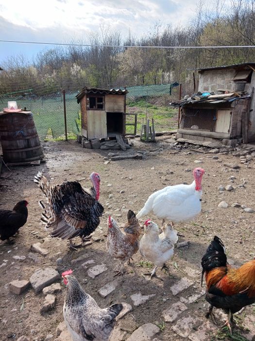 Curcan de.țară romanesc