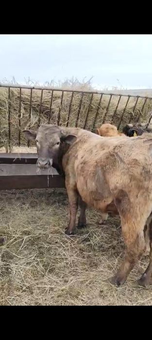 Продам КРС (10 бычков)