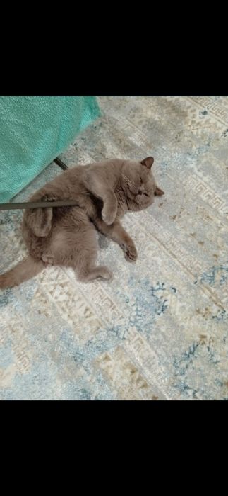 Котенок девочка британка 4 месяца