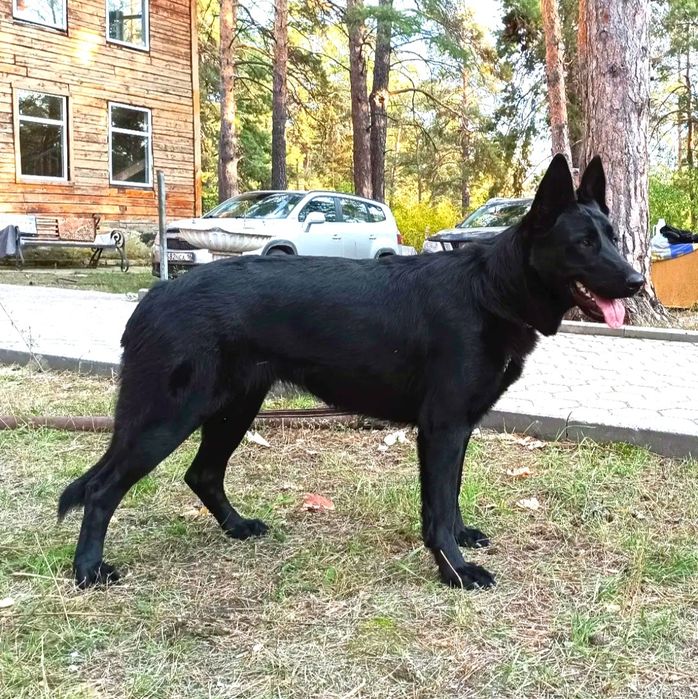 Элитные щенки ВЕО