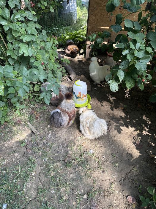 Matase Japoneza cocos 8 luni si Brahma HD si Isabel