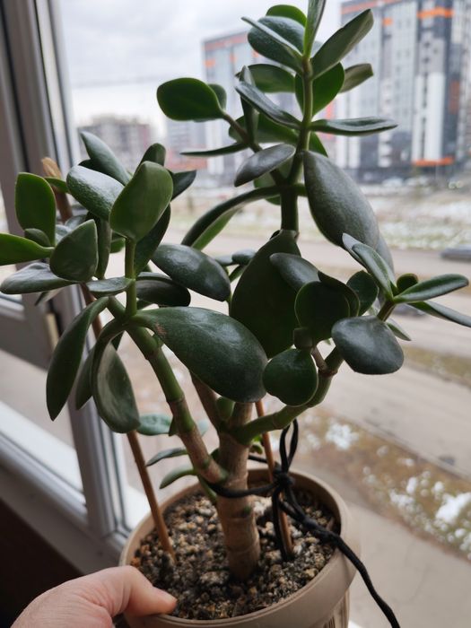 Продам алоэ и денежное дерево