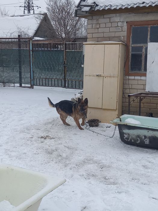 Продам Немецкую овчарку