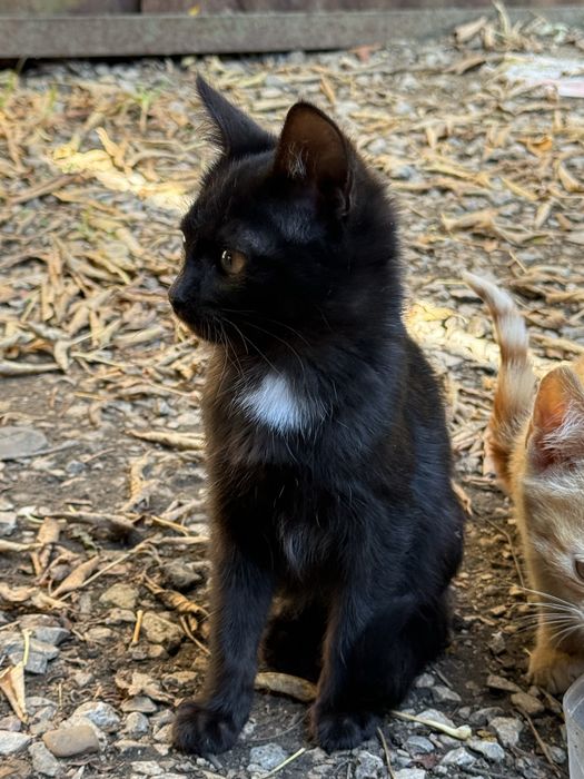 Отдам котика в добрые руки