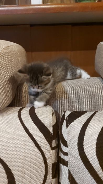 Отдам котят в хорошие руки