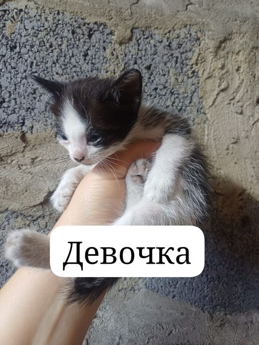 Отдаем в хорошие руки котят