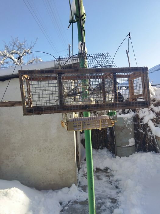 Продам щеглов, обычных этого года