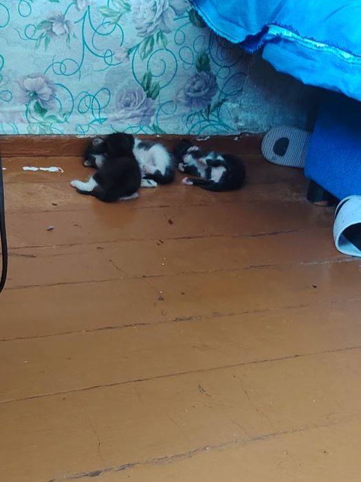 Отдам бесплатно котят