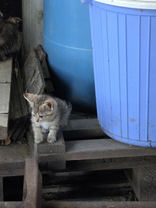 Котята в добрые руки Кушают сами