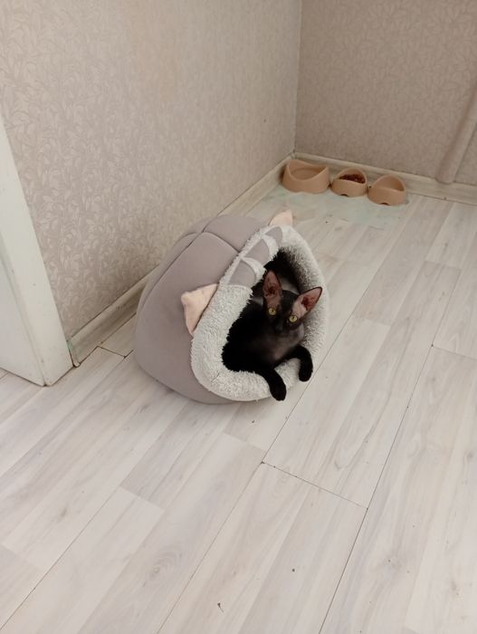 Вязка молодого котика