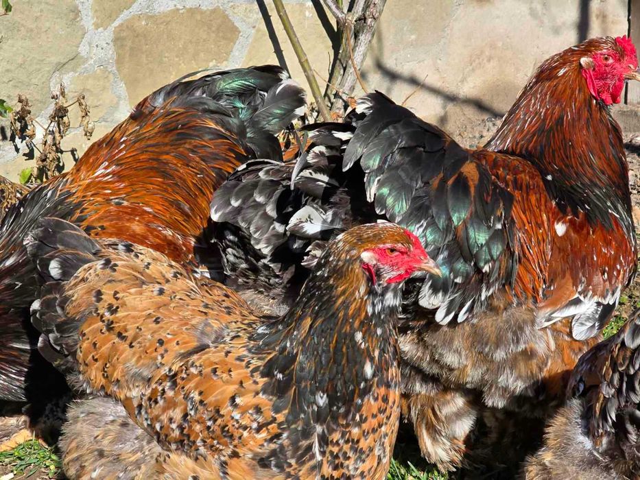 ЕЛИТНИ БРАМИ – Редки цветове от СЕЛЕКТИРАНИ линии