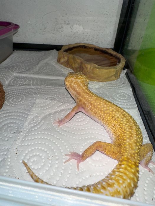 Эублефары каждая по 35000 тг