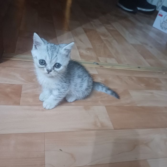 шотландские котята