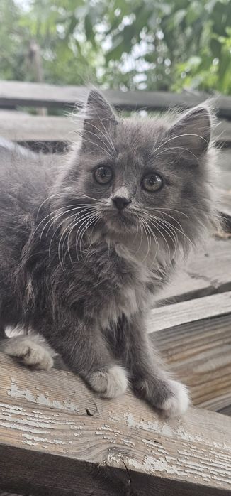Отдам котят даром