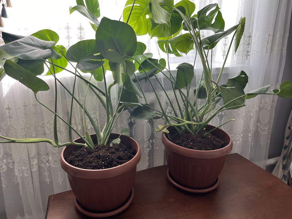 Продается домашние комнатные цветы