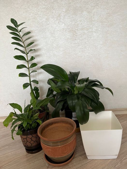 Комнатные цветы и горшки