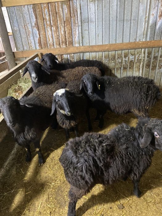 Койлар сатылады