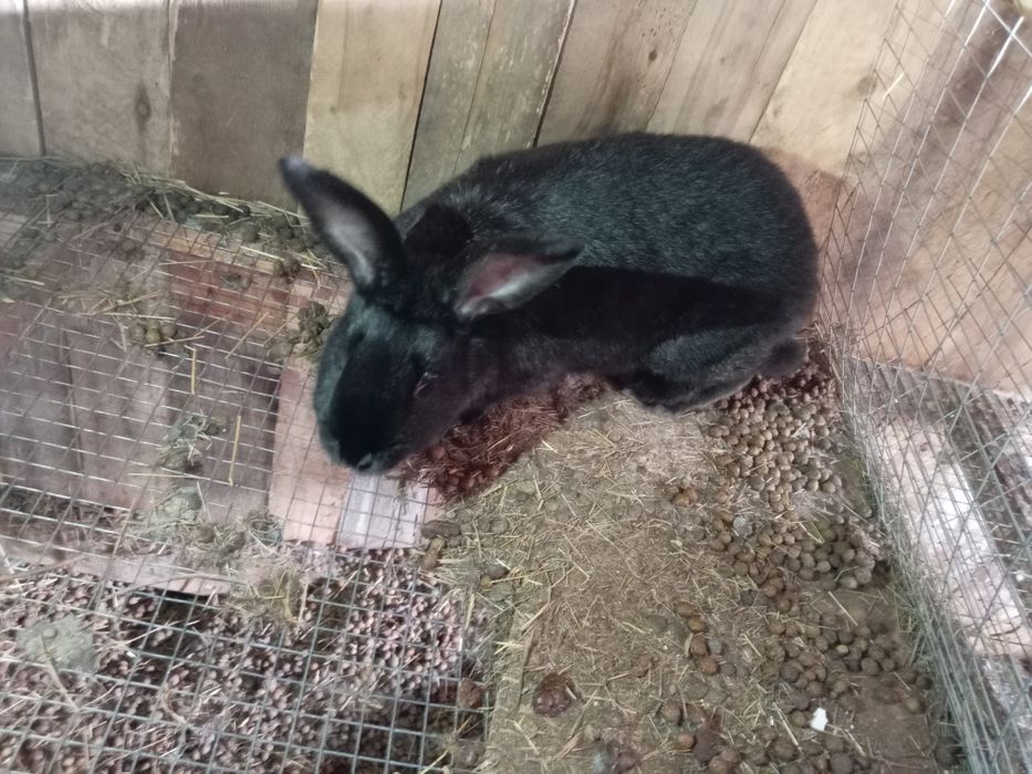 Кролики калифорния