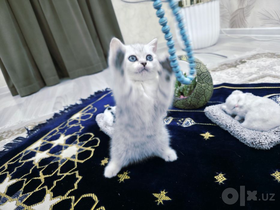 Шиншилла серебристая