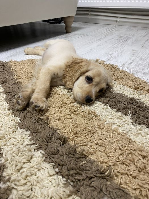 Cocker Spaniel femela