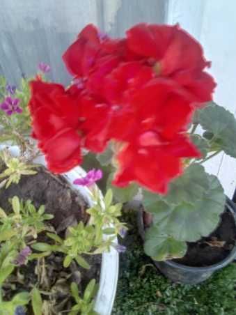 Мушкато Сакъзи и Кралско мушкато