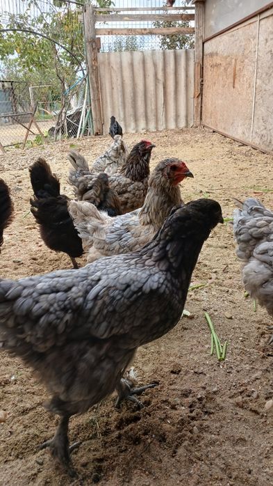 Oua pentru incubat gaini italiene, australorp si ameraucana