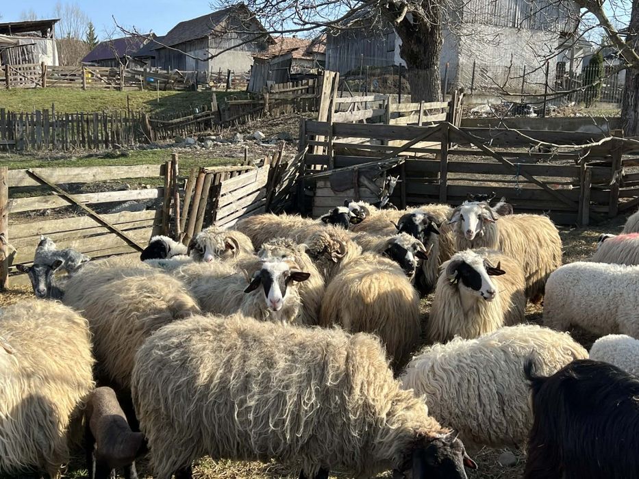 Vând 12 oi din 25 pe ales