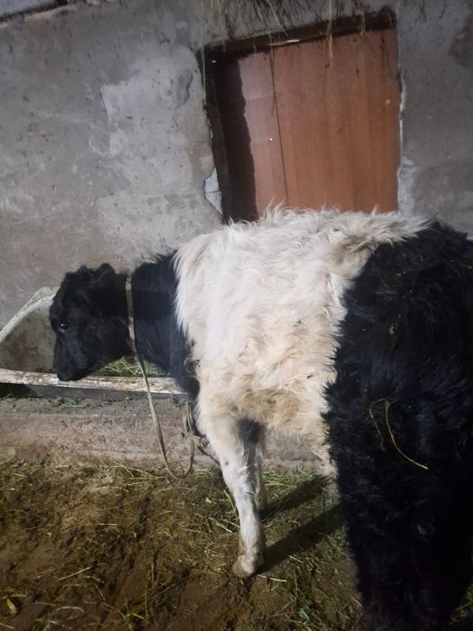 Продается бычок хороший