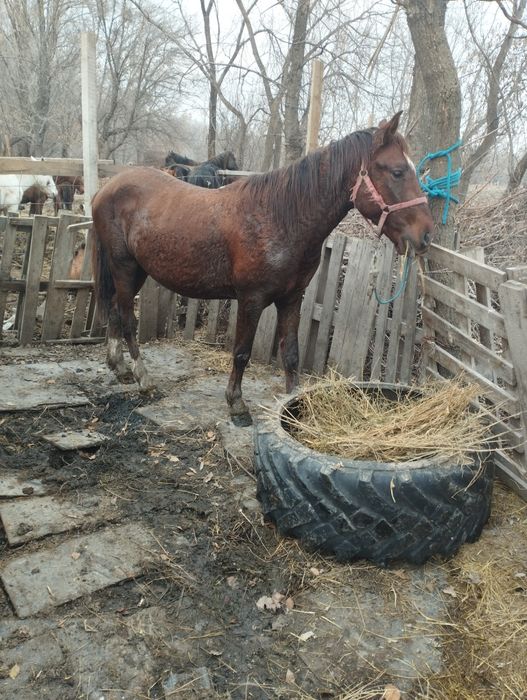 Лощадь 3года на откорме