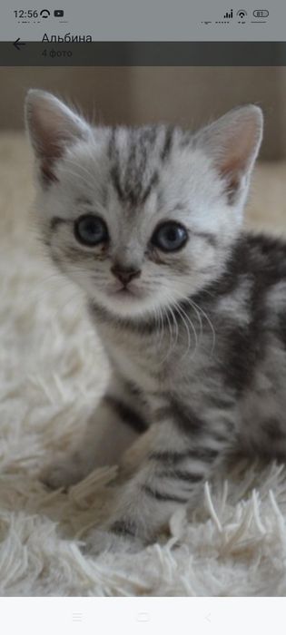 Шотлански котята 1 месяц . Приучены.