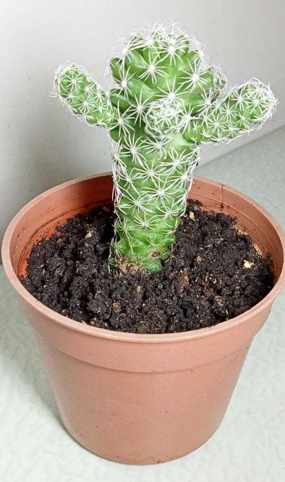 Продам. Кактус Маммиллярия.