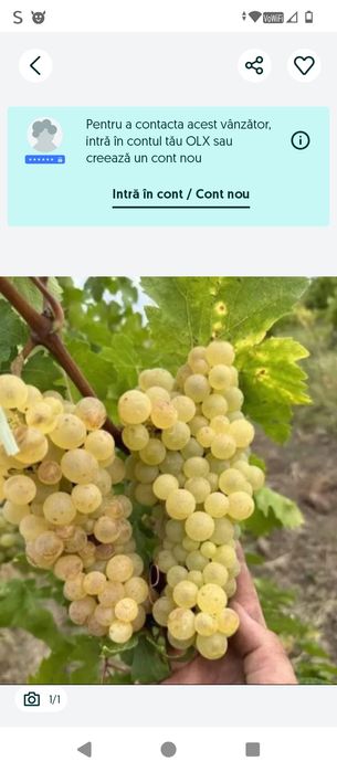 STRUGURI de vin transport la domiciliul