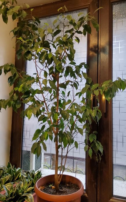 Фикус Бенжамина. Не пестролистный