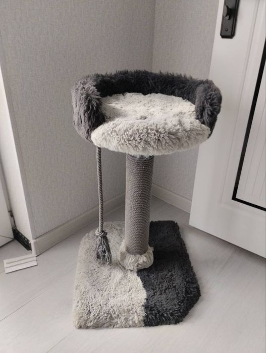 продается котёнок