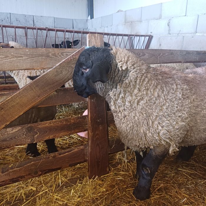 Berbec suffolk linie limestone Irlanda