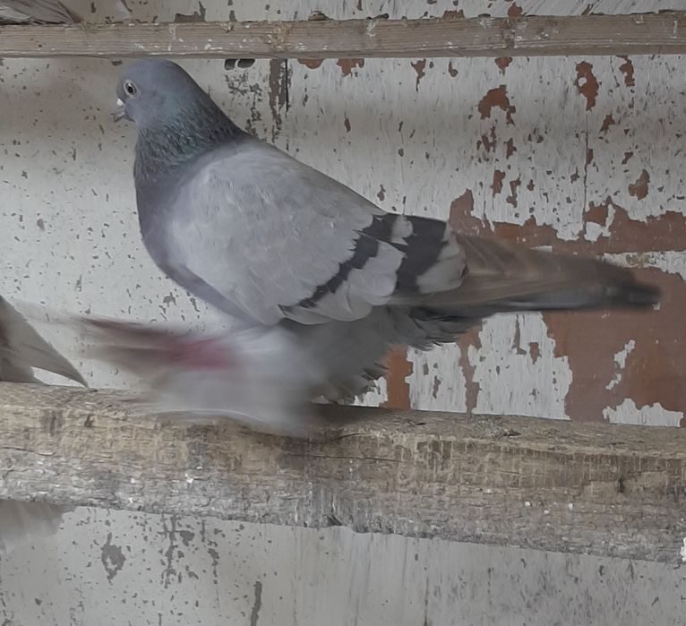 Продам игровых голубей