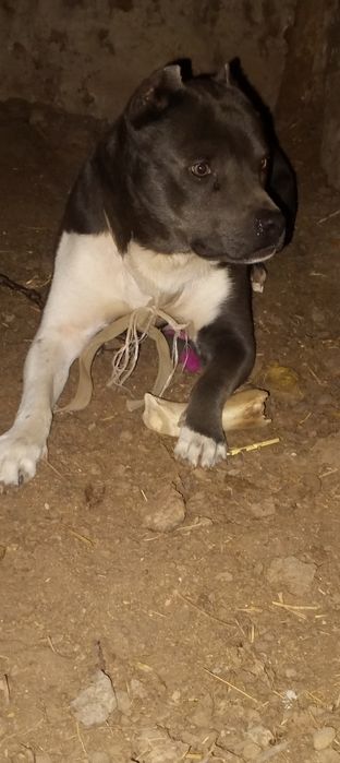 стаффер ит сотилади