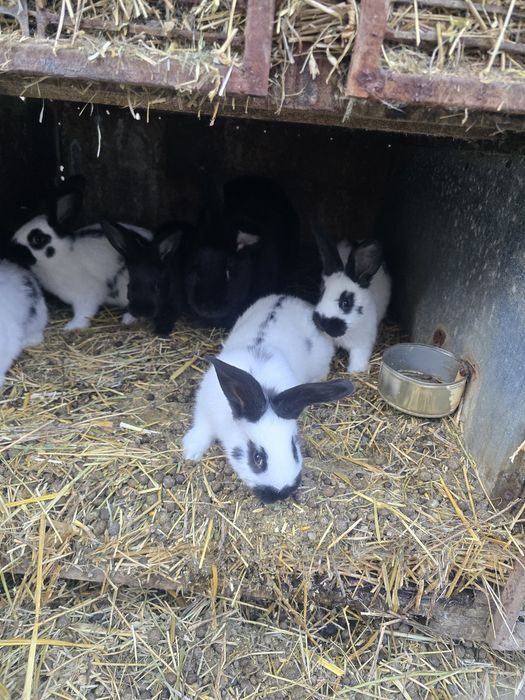 Iepurași fluture de vânzare