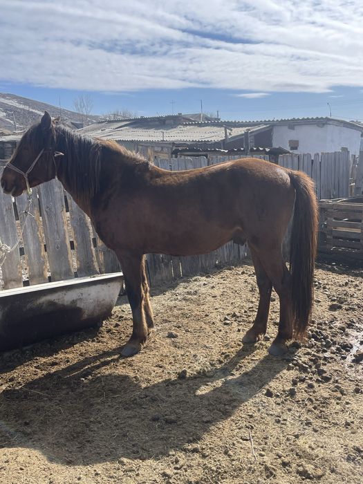 Айгыр 8 жасар сатылады