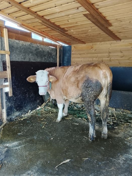 Vând junică gestanta și vitea