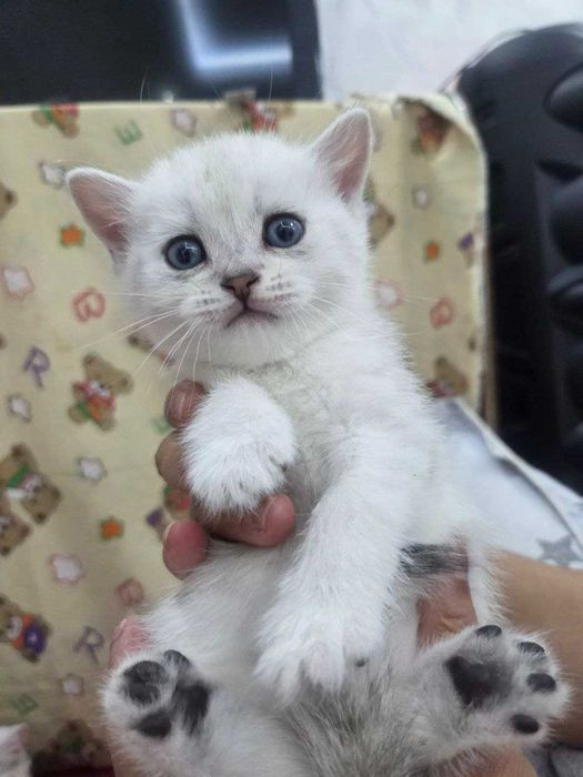 Продается котята чистокровные британские шиншиллы