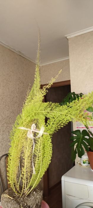 Продам комнатные цветы