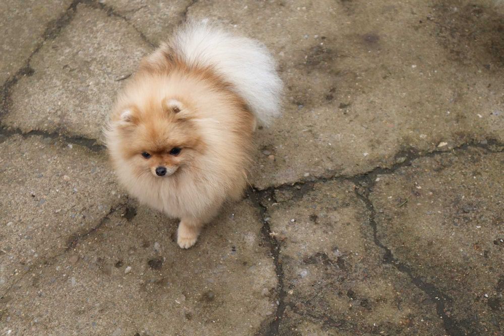 Миниатюрно момиченце померан с родословие FCI