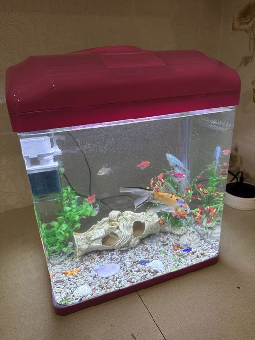 Аквариум с рыбками